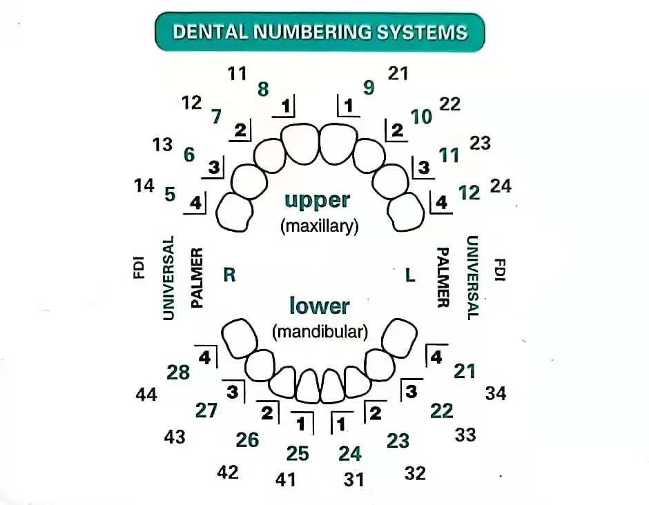 Forma dentystyczna do fornirów – Teeth Whitening Moulds recenzja i cena